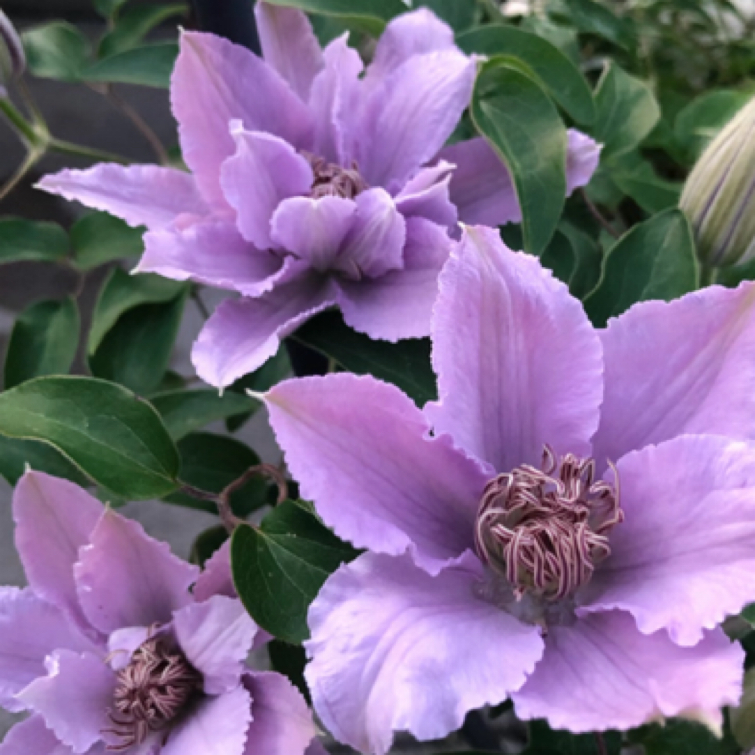 起初园艺铁线莲『金银丝/故里』阳台垂吊庭院花卉盆栽观花植物