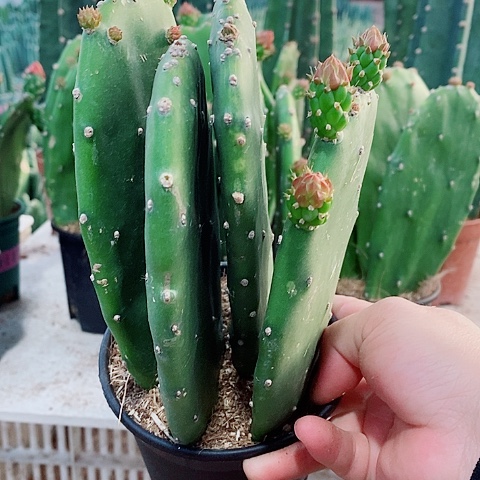 4片原盆发货胭脂仙人掌花苞不售后