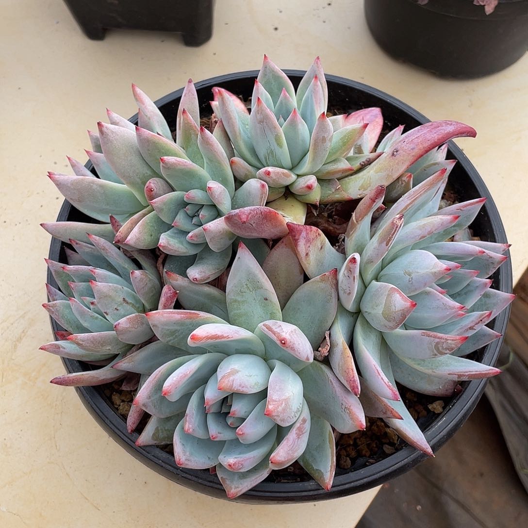 卡杂群生多肉多肉