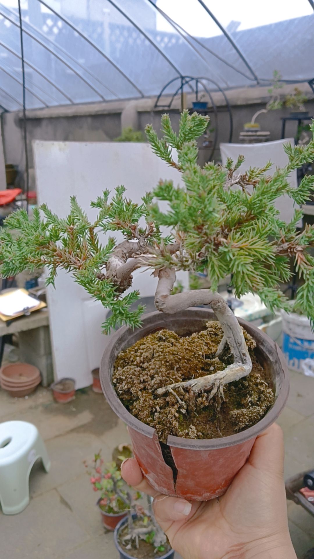 6年盆养精品地柏