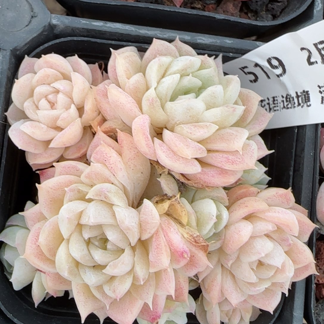 花语逸境0216-519散