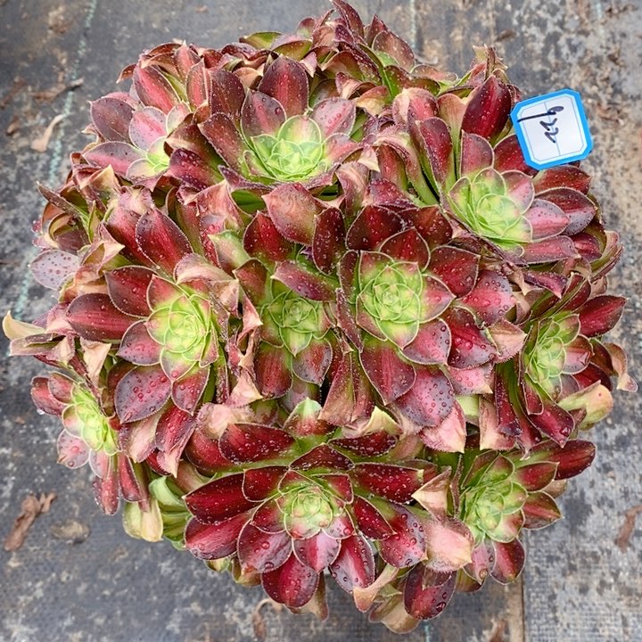 922韶华多肉法师