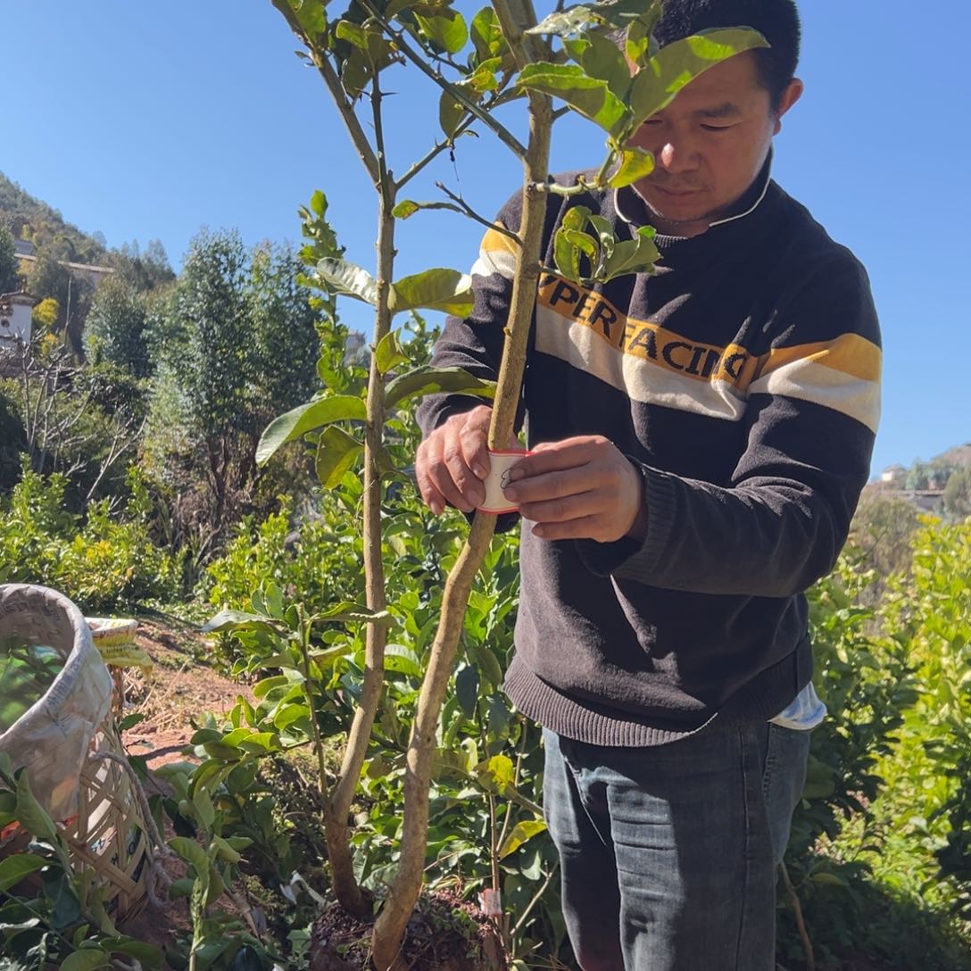 用***9无花朵0753一颗大袋子