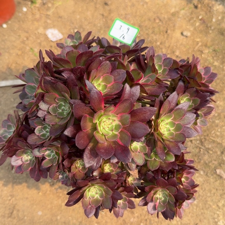 莲花座有砍多肉16