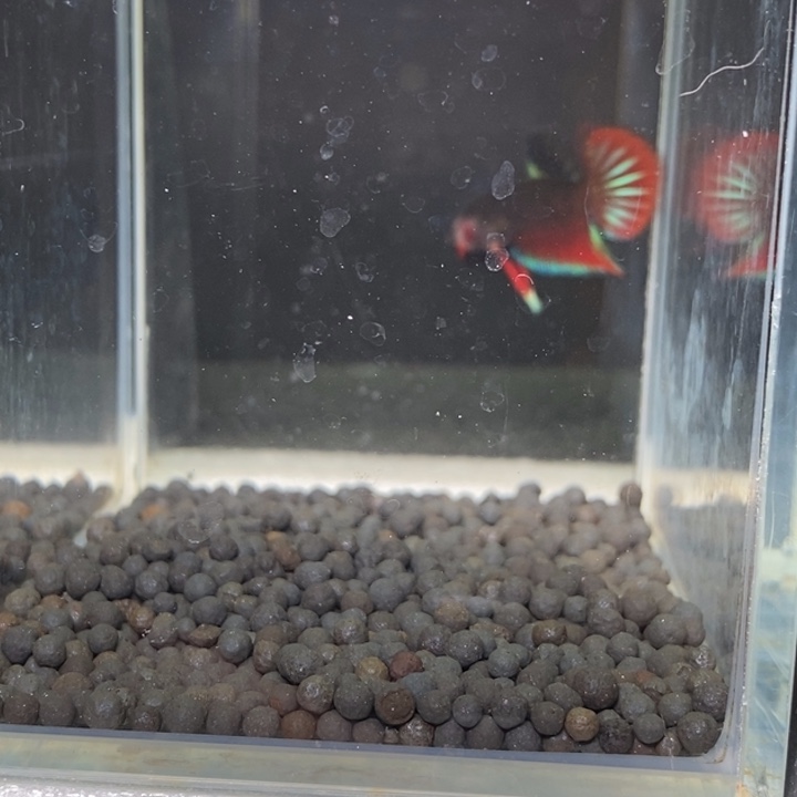 斗鱼泰国斗鱼137号