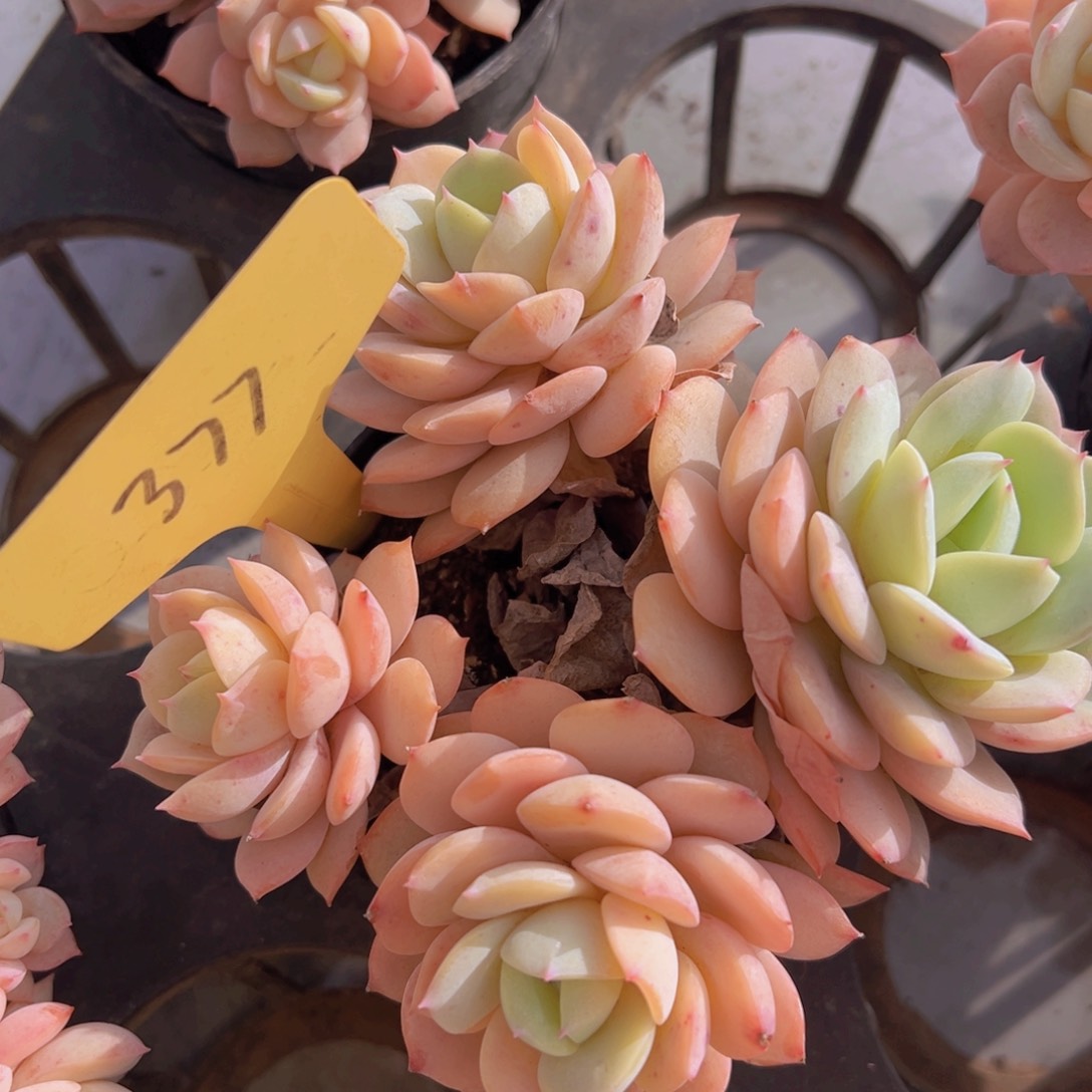 香玉的故事是一个人的故事吗