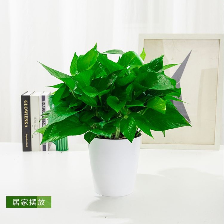 （A251代拍链接）绿萝居家摆件