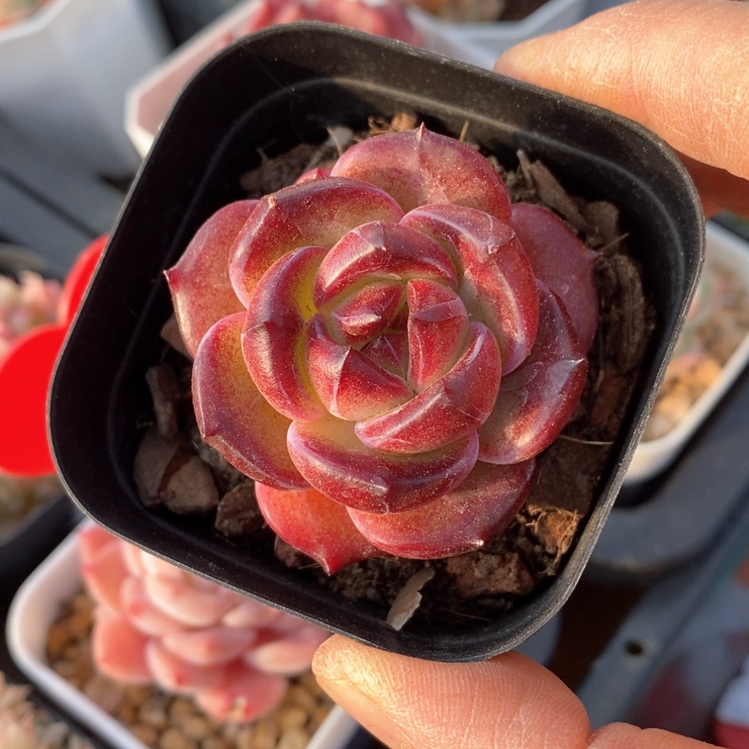 精品多肉一物一拍不包整76