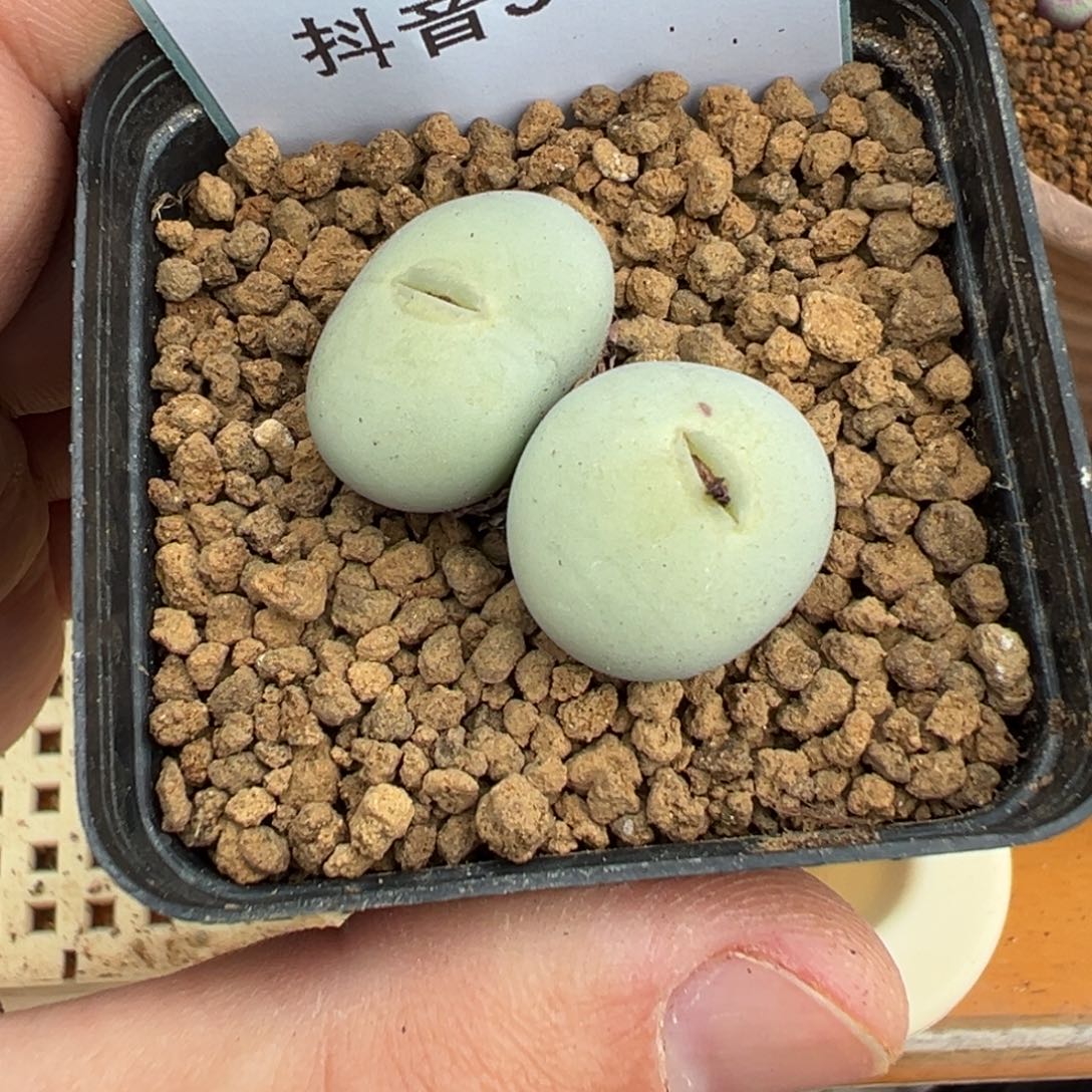 3-47肉锥多肉植物