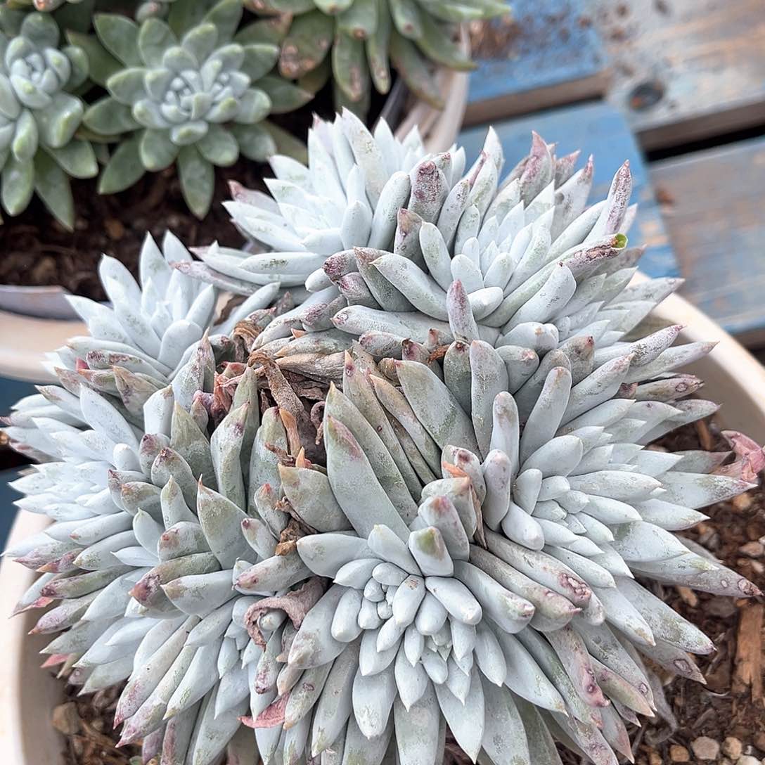 环形白姆缀化老桩