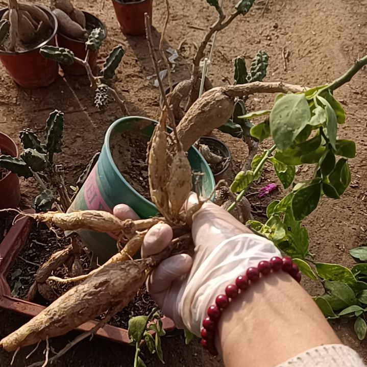 追***忆月之桂小苗是4颗脱土