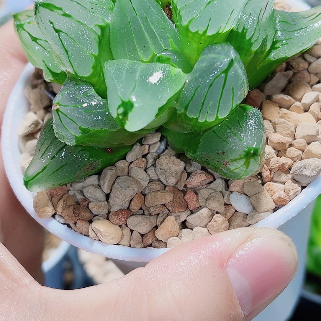 冰城寿精品十二卷