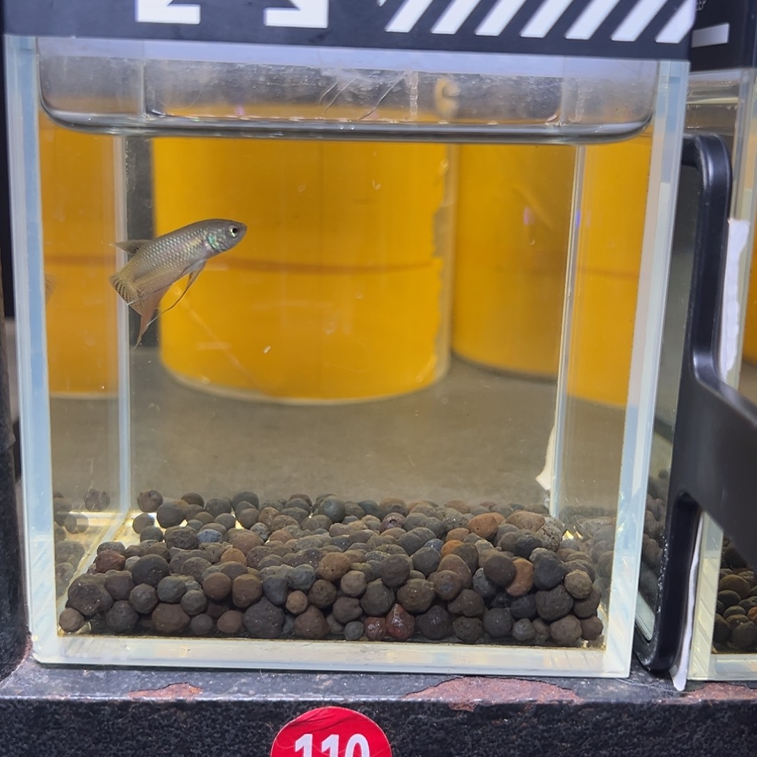 海水鱼泰国斗鱼原斗75号