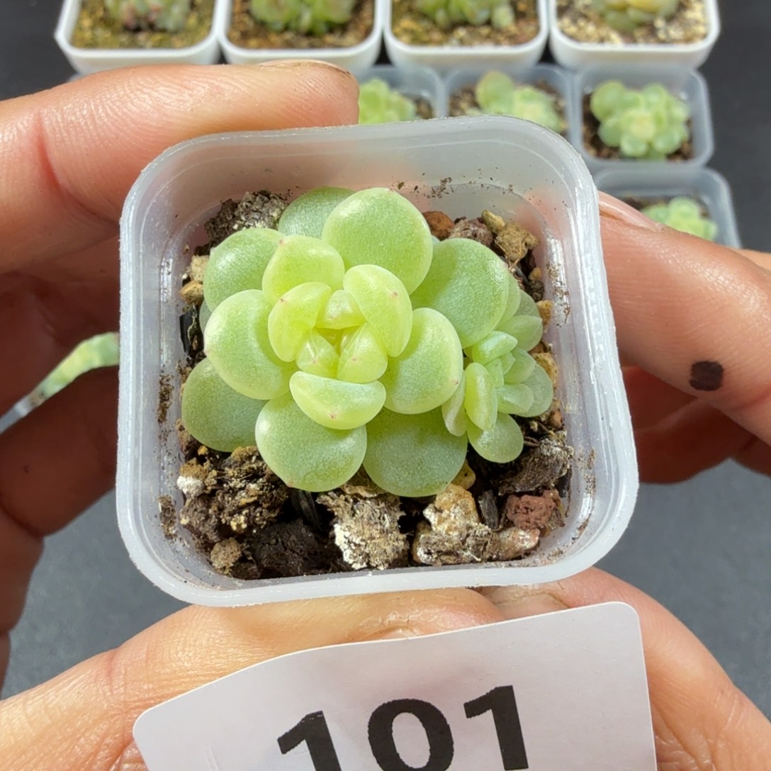 双头奶油财富一物一拍101