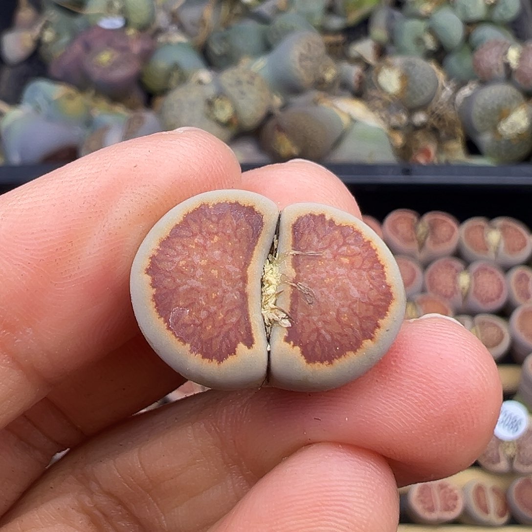 3094 生石花美菊福利炸