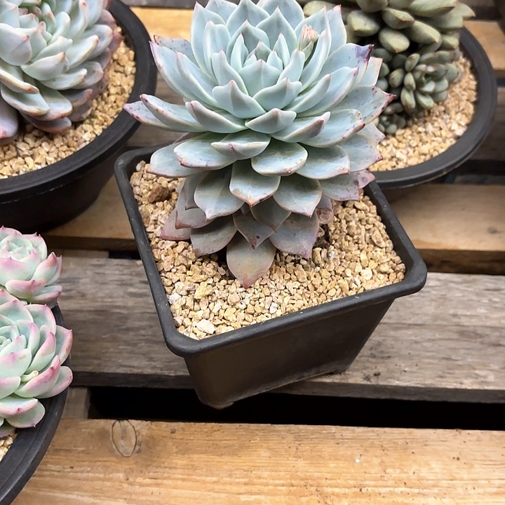 多肉植物，粉蓝鸟