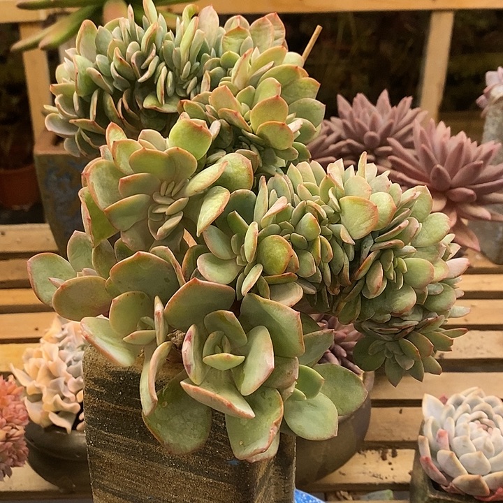 &***&多肉植物肉肉植物
