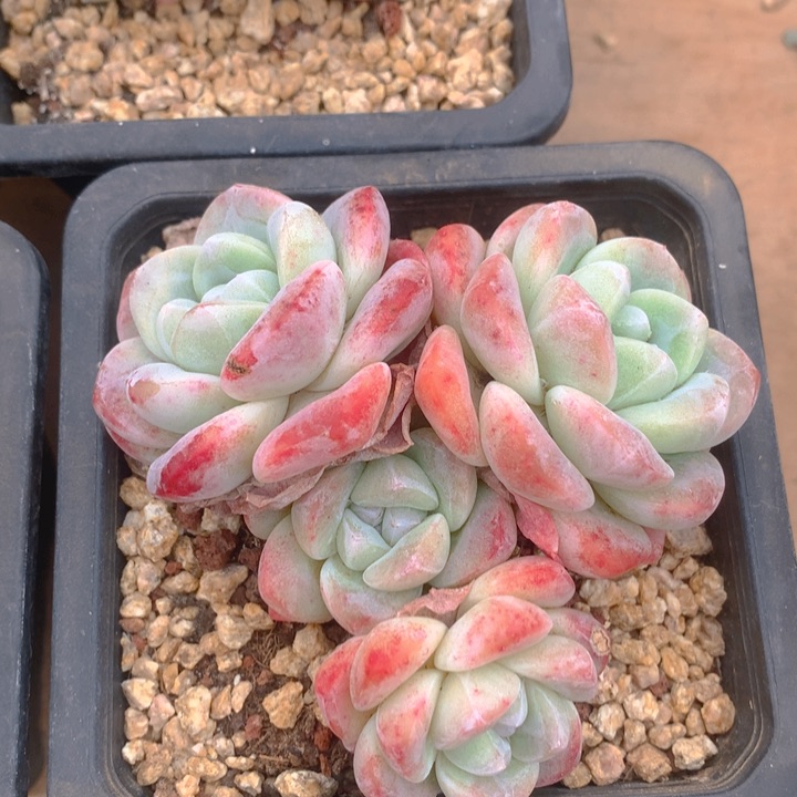 多肉乐园精品冰玉