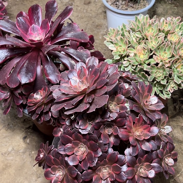 多肉植物法师3颗11