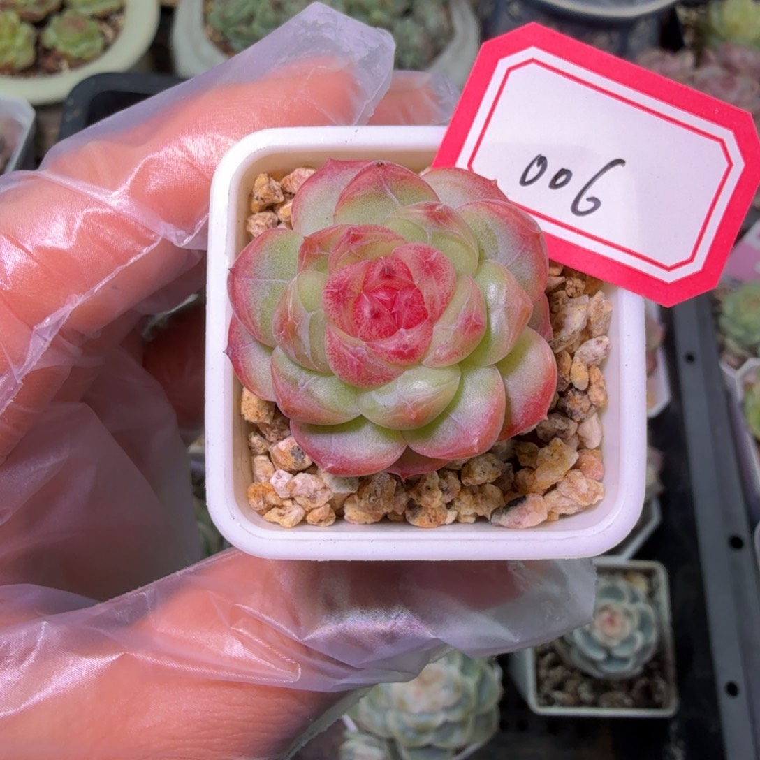 琴心单头二十包邮一物一拍