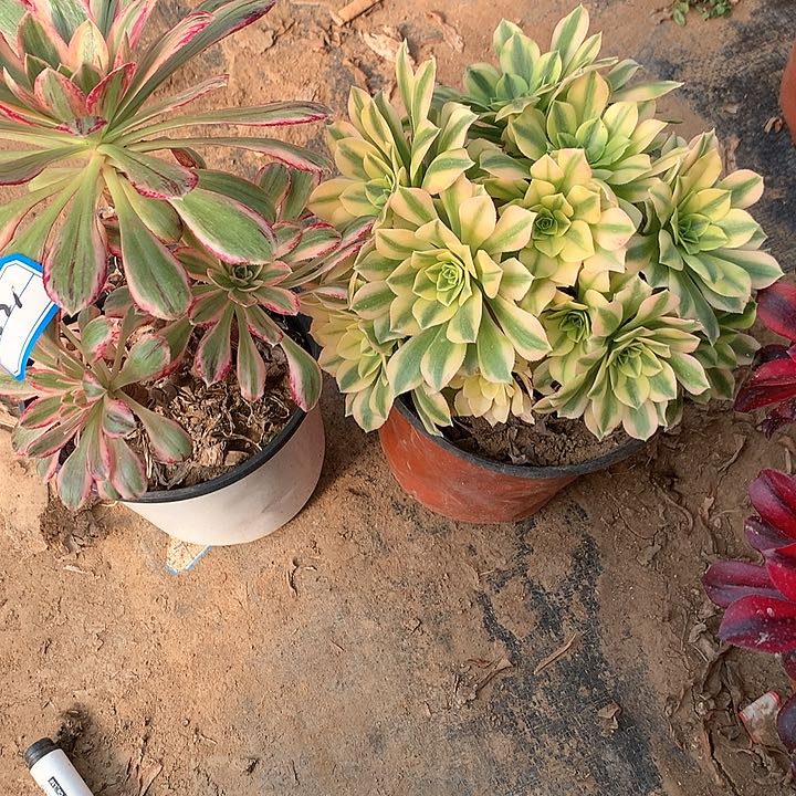 多肉植物金丝翡翠组合6