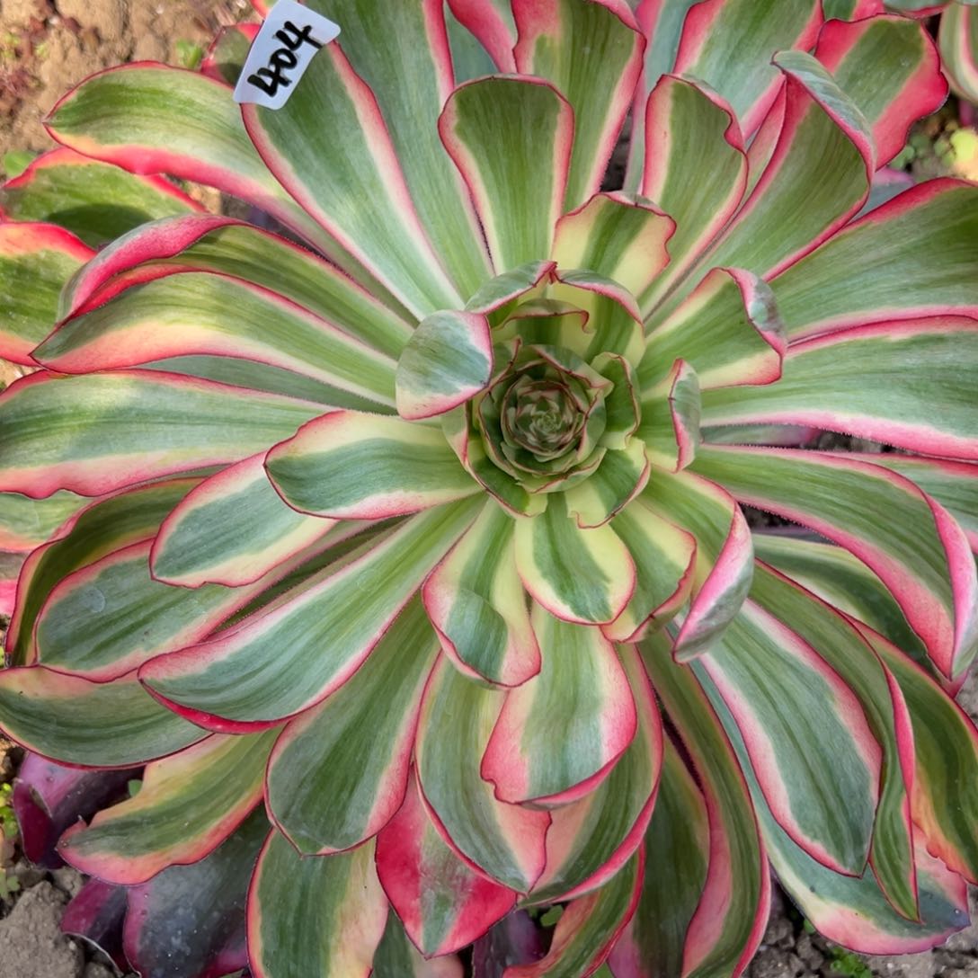 404原始种爱丽丝多肉植物