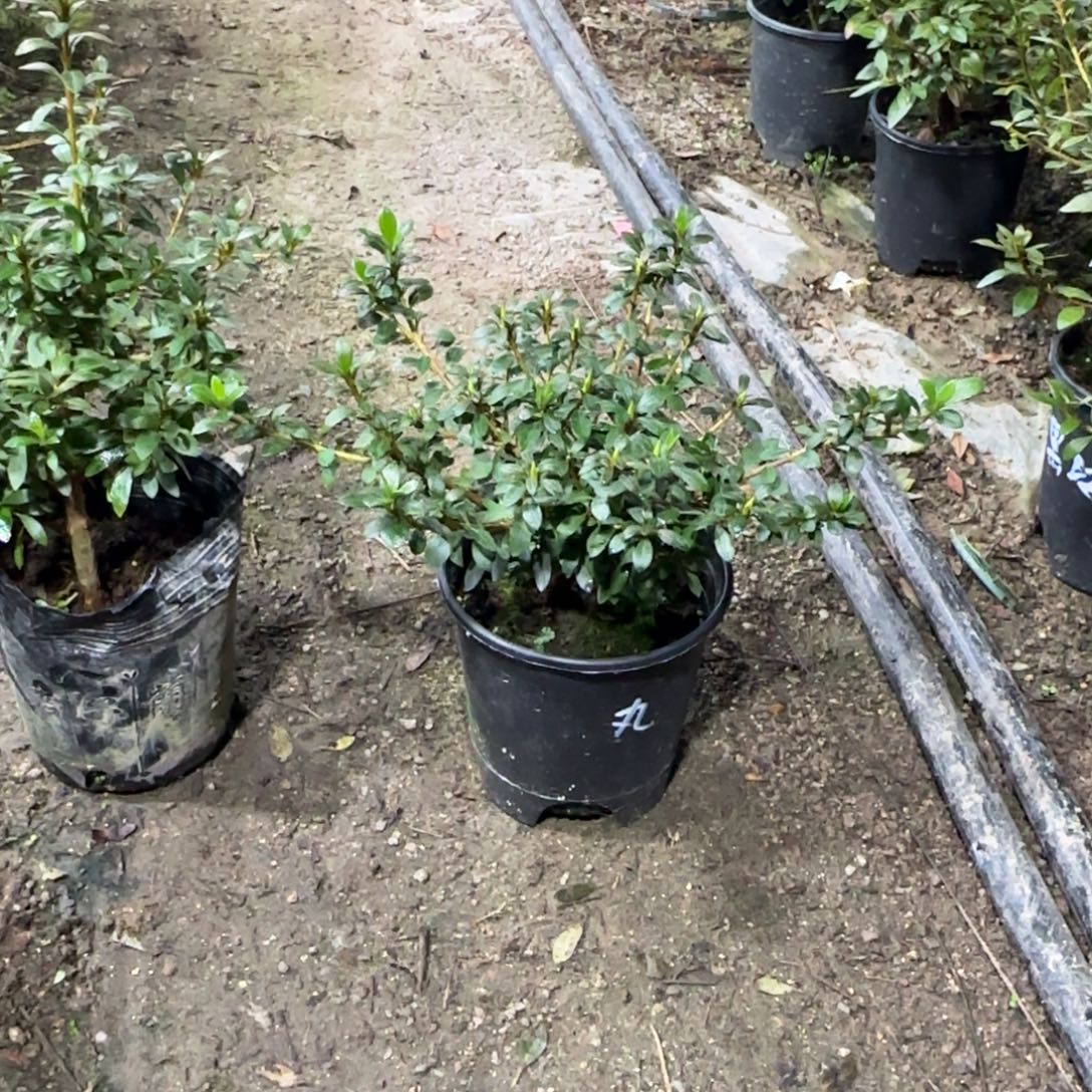 蜜***儿完全开放日之丸杜鹃花
