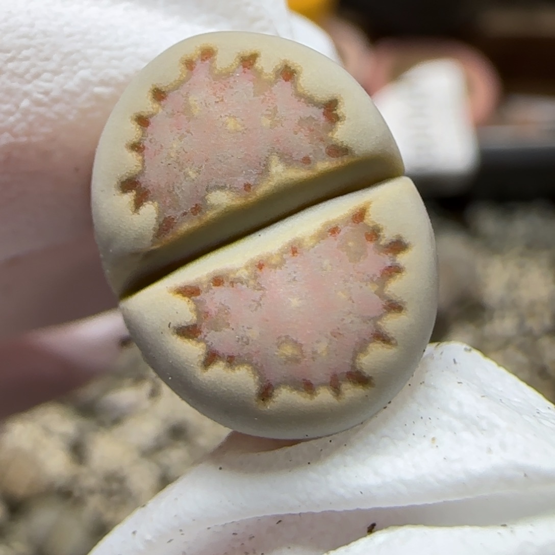 12.8.1621.013饼干.9023尺1.4cm