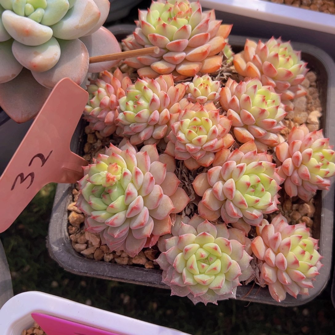 香玉的故事是一个人的故事