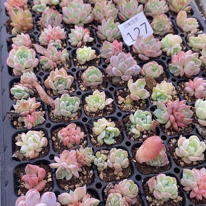 127 多肉植物盆栽花卉