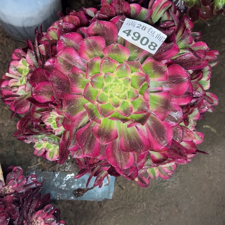 4908天和多肉植物