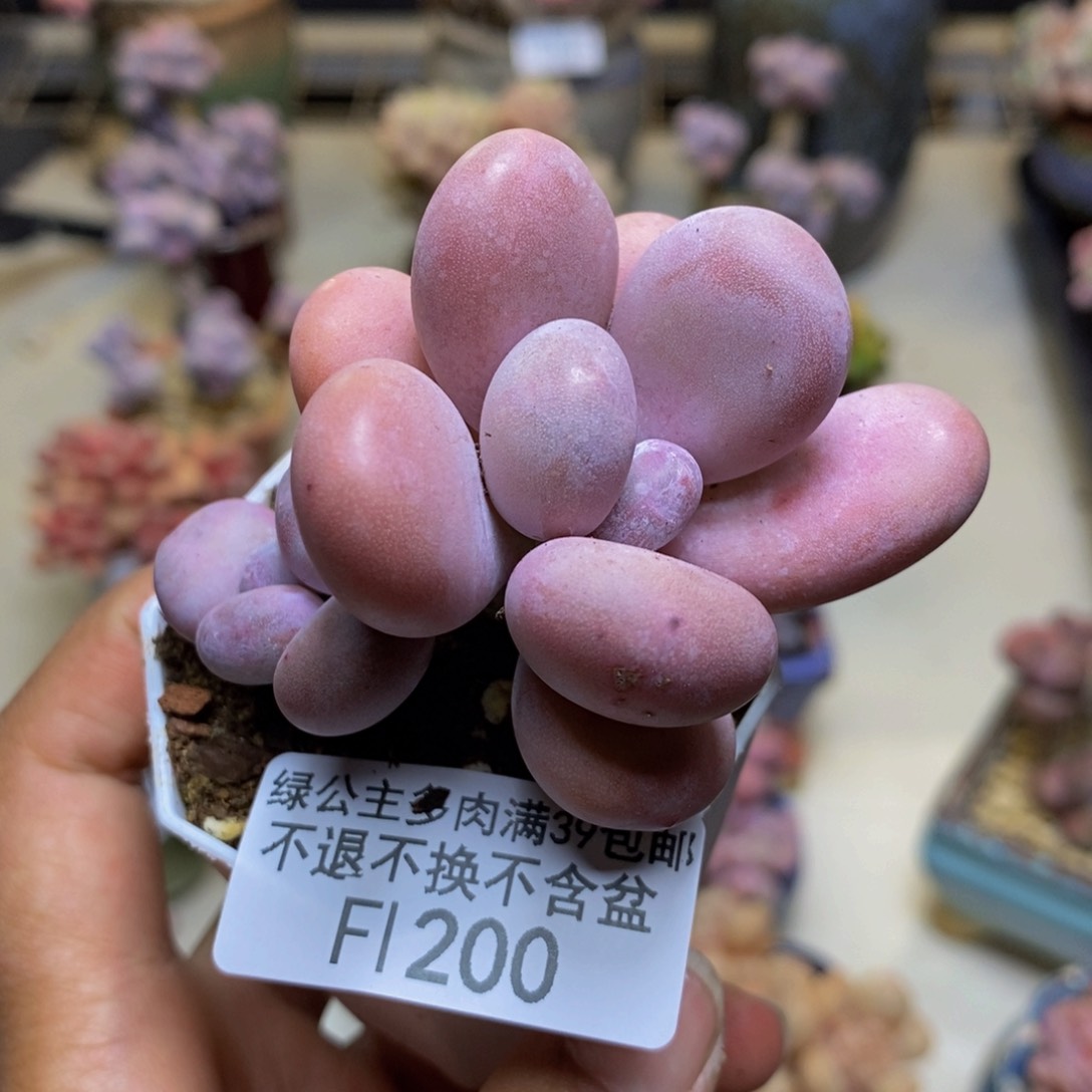 200橙雪球多肉4c m