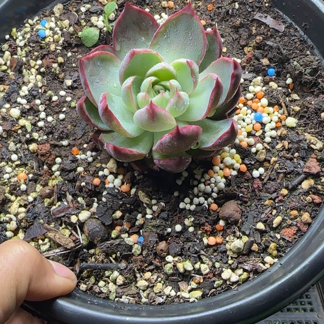 锦安精品多肉编号246