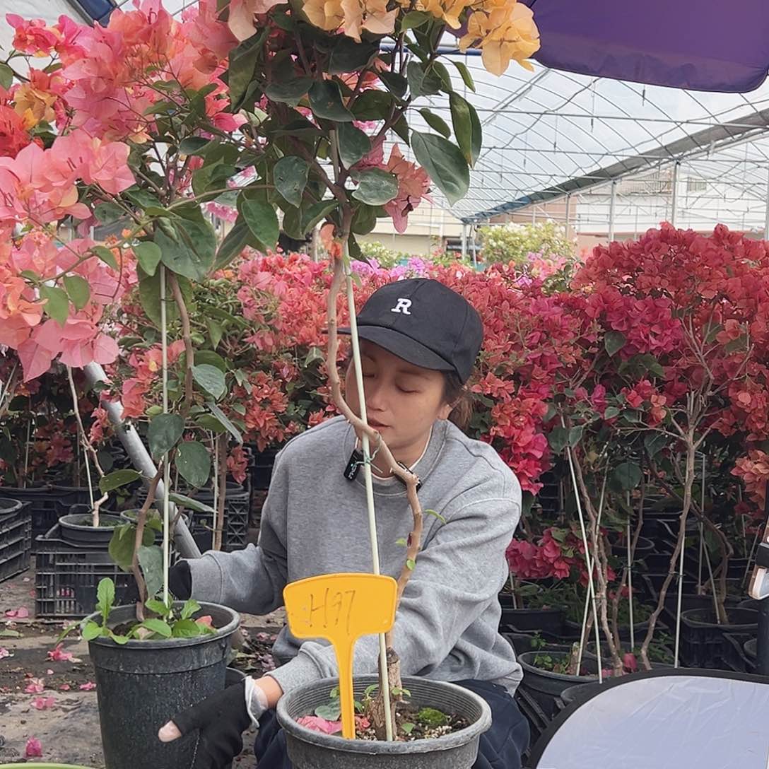 佩***拉大部分花苞少量开放H97阿达娜