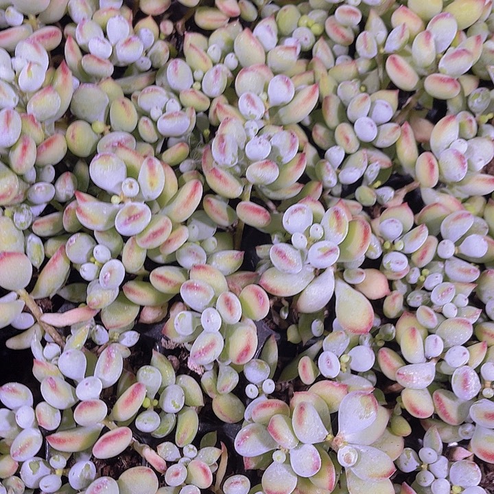 精品一单两颗达摩福娘