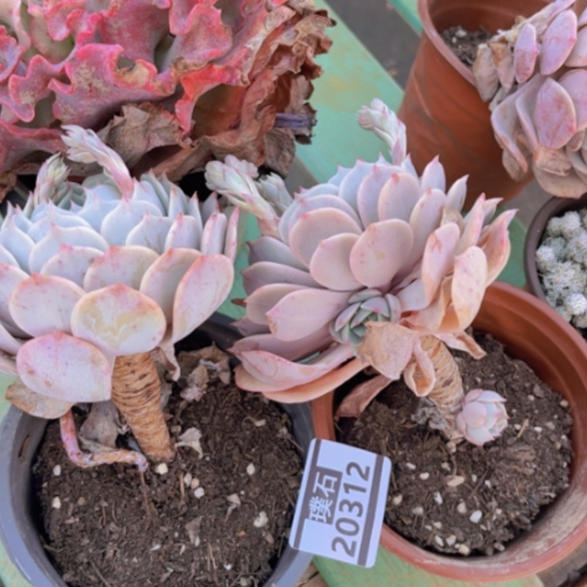 【闪购商品】粉蝶20312