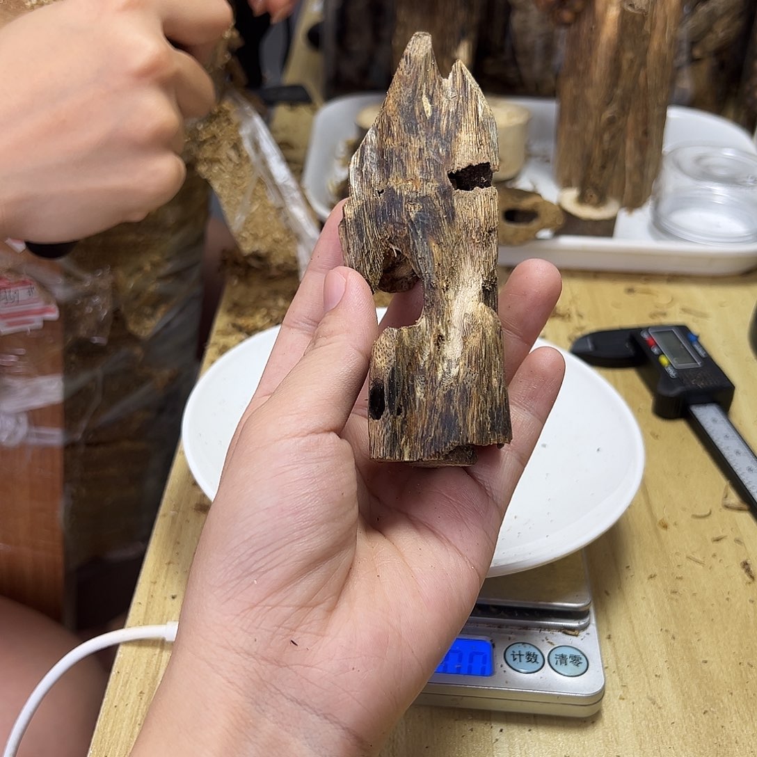 木绿奇楠虫漏23克