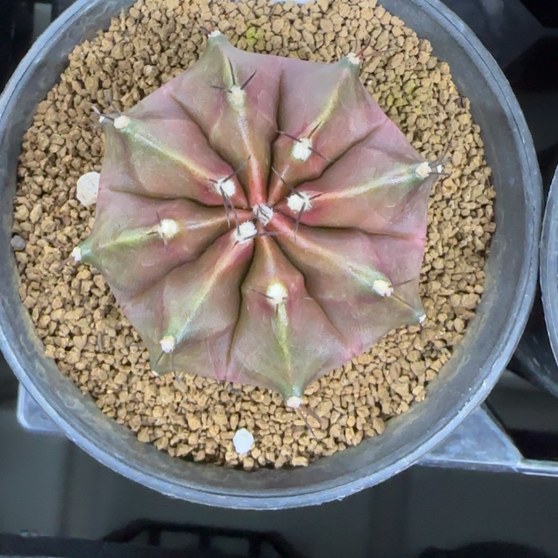 3-0213头盔脱土发多肉