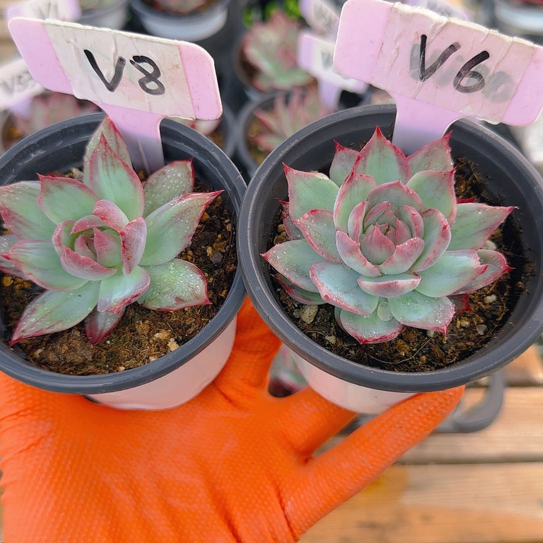 *️*V8、6 惊鸿仙子多肉