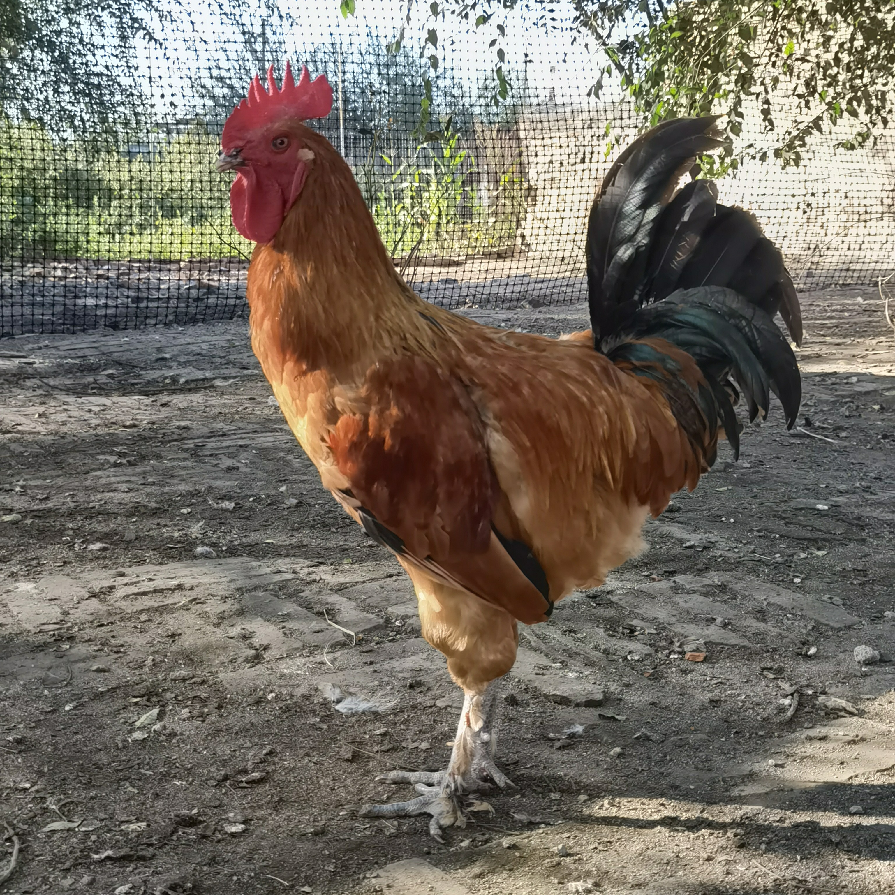 东北农村散养大公鸡 现拍现杀 带内脏 实际斤重现场称 改价链接