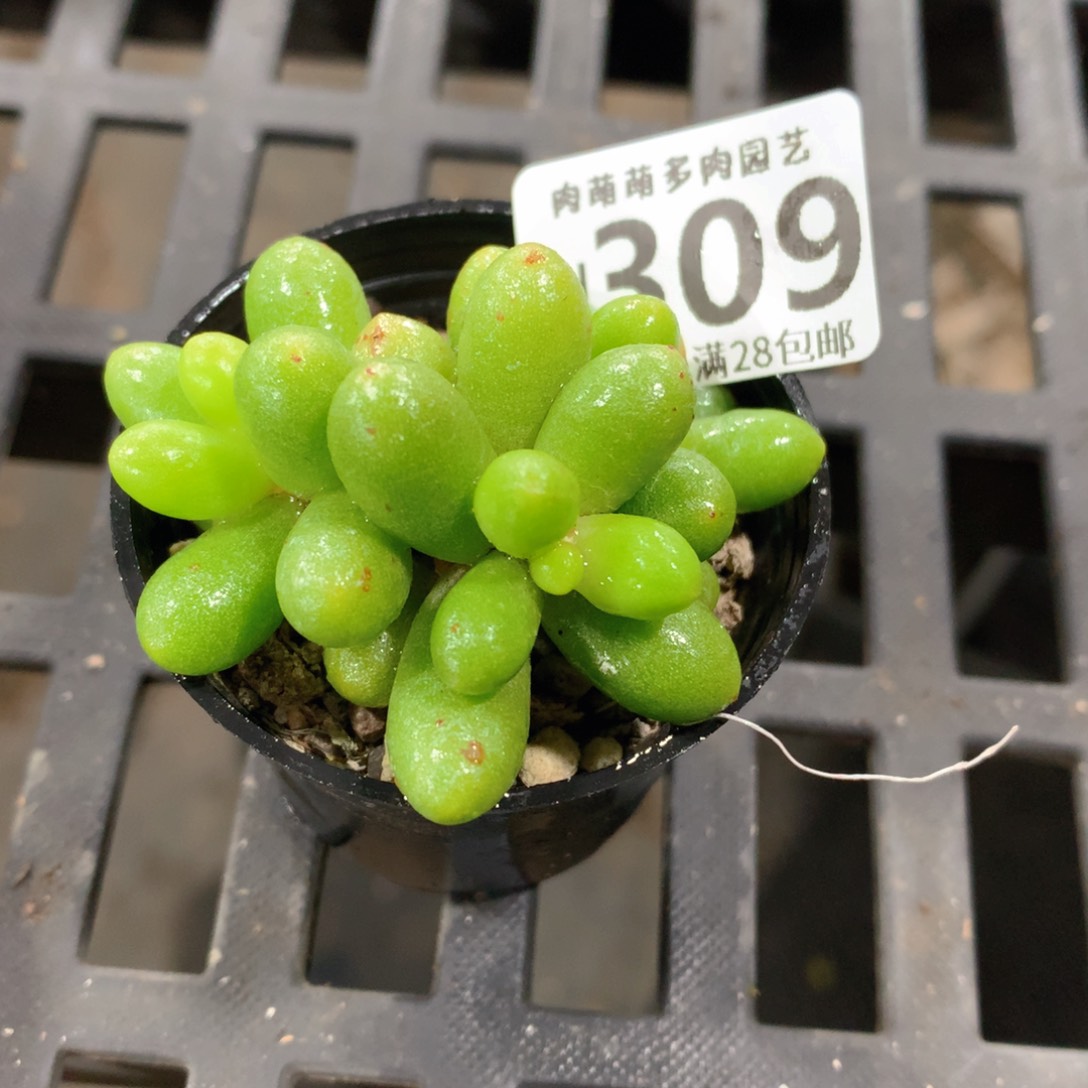 肉萌萌拇指盆精控多肉ZH309