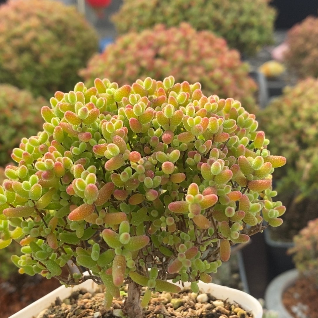 蜜橘糖球2495枝干番杏