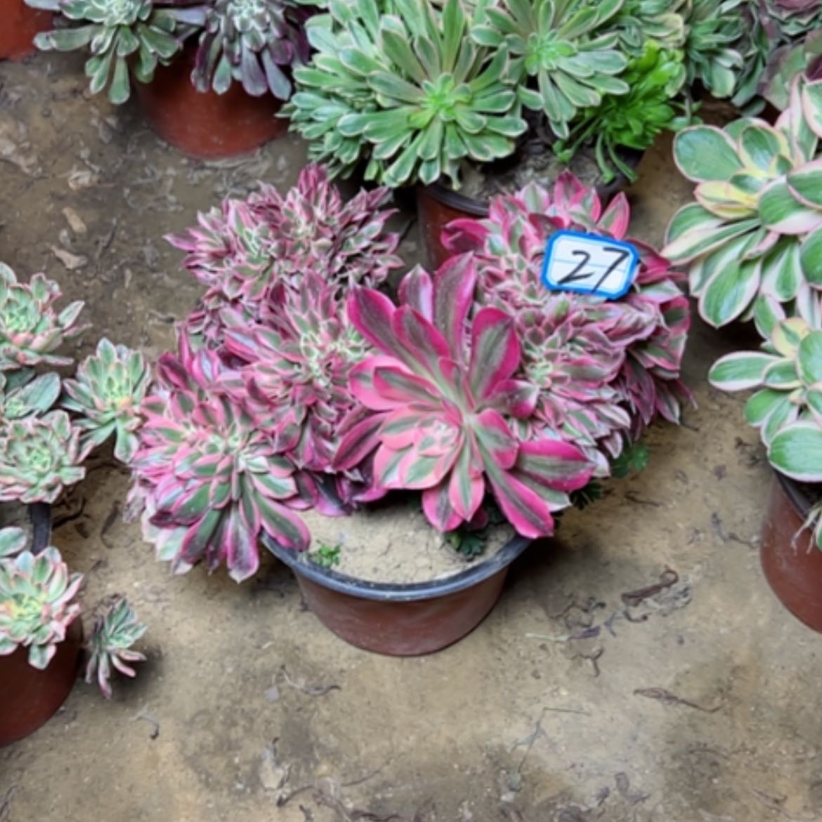 【闪购商品】多肉植物粉女巫27