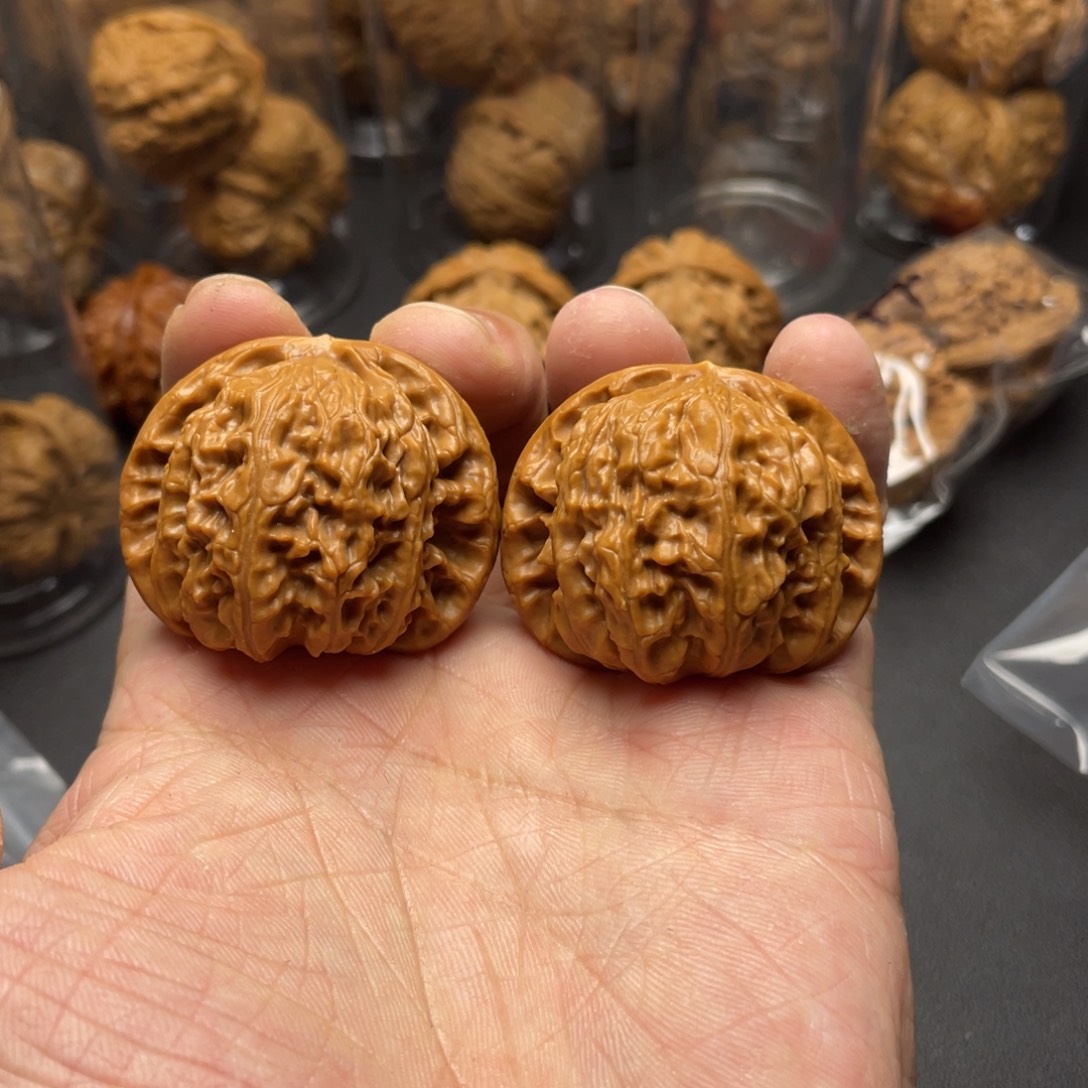 核桃白狮子42尺寸