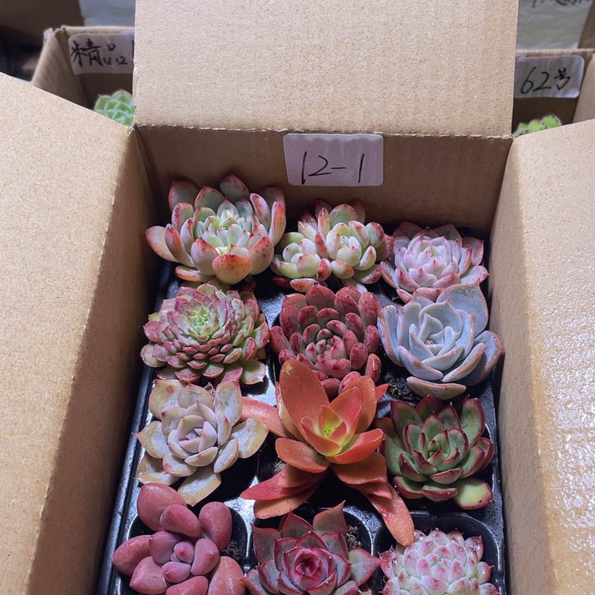 【闪购商品】12颗-1约3-5厘米