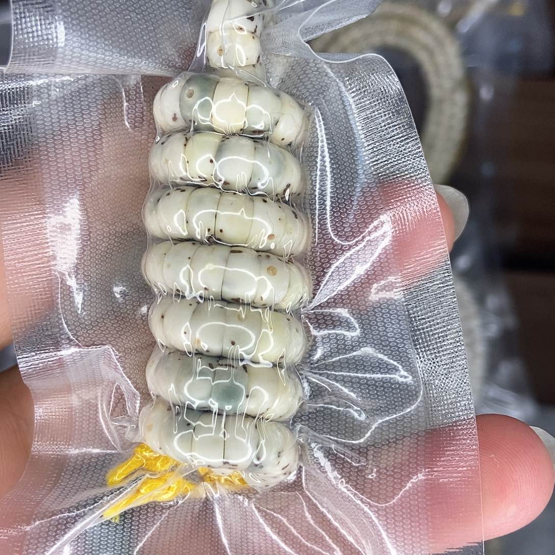 星月菩提手串星月