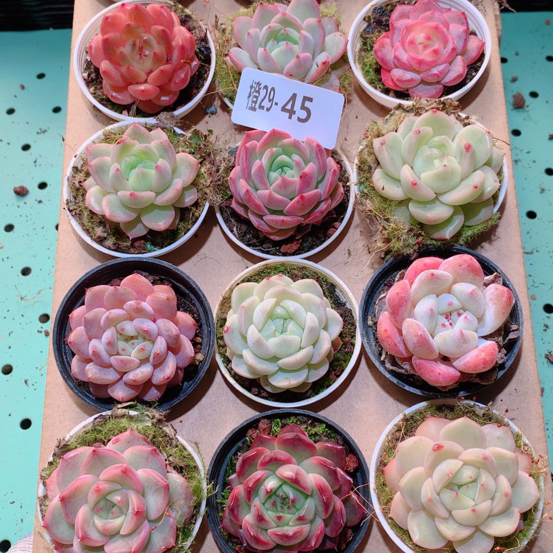 29-45一物一拍多肉带盆18颗