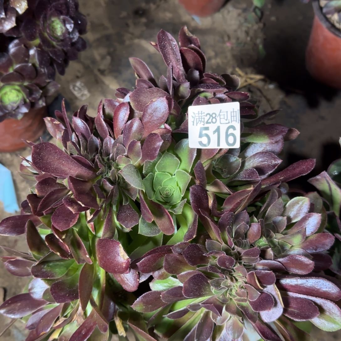 玫瑰缀化多肉516满28包邮断枝不包