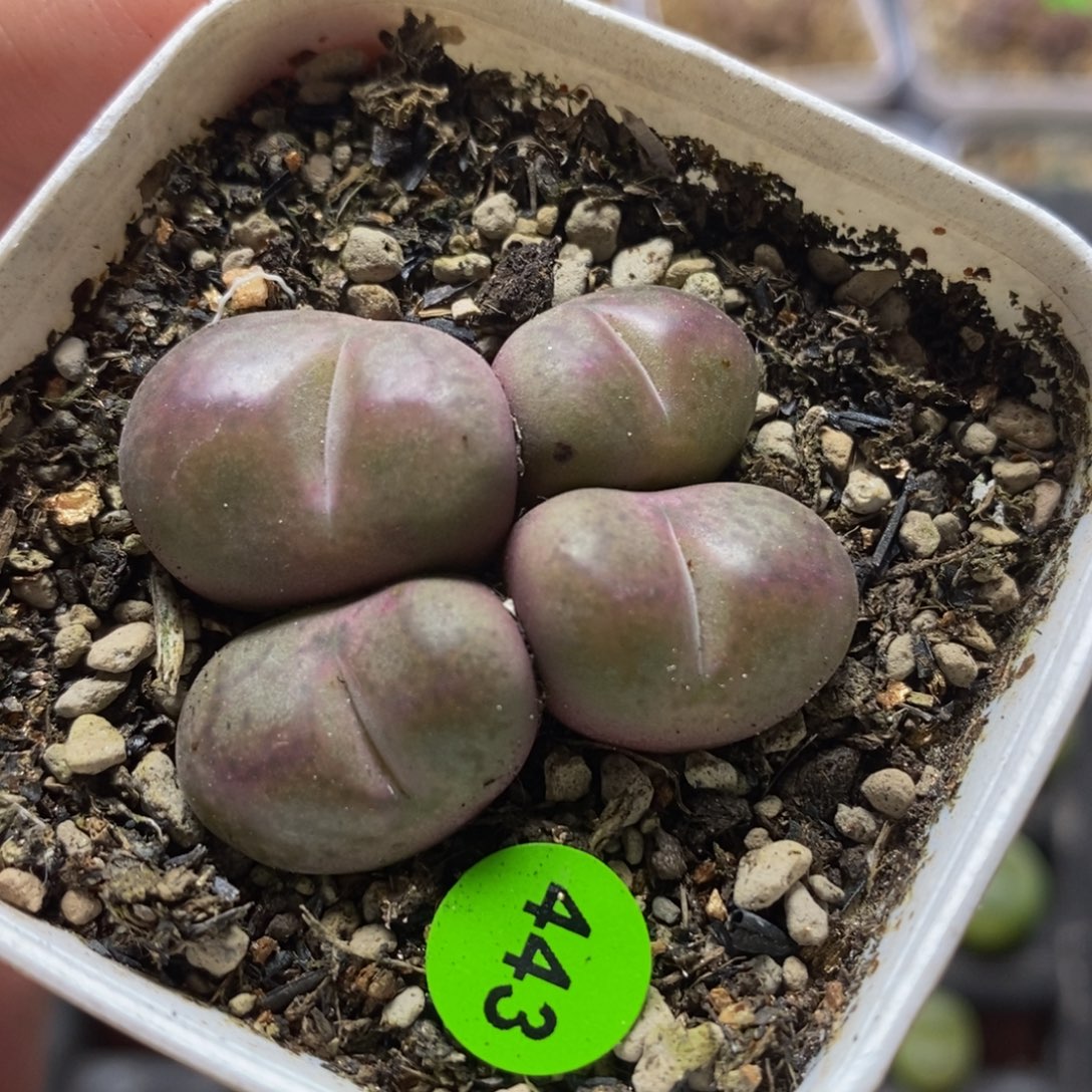 巨无霸杂交多肉植物443