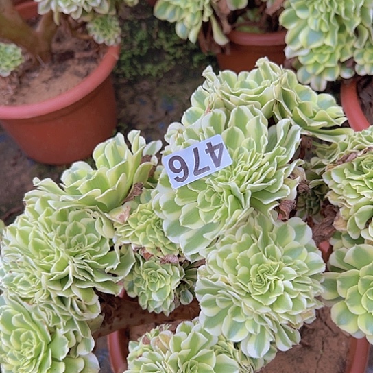 看***帆多肉植物一个绿豆沙